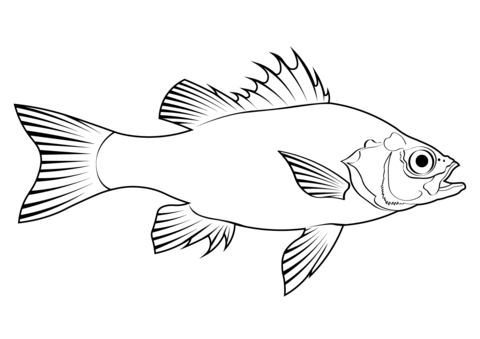 Australian Bass (Macquaria Novemaculeata) Coloring Page